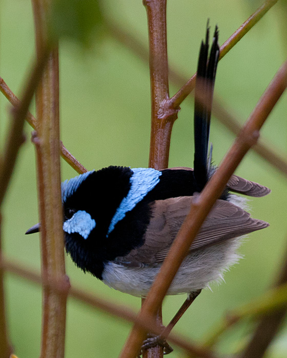 [Superb Fairywren]