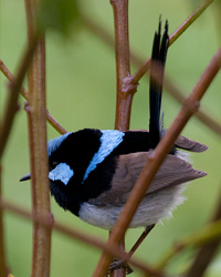 Superb Fairywren