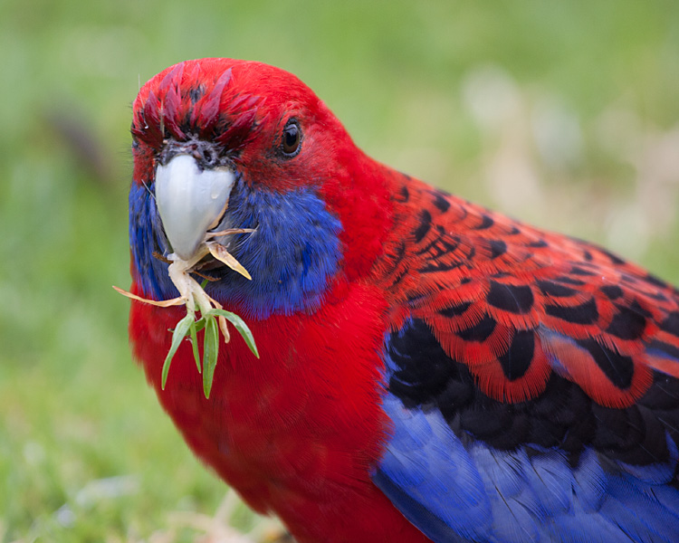 [Crimson Rosella]