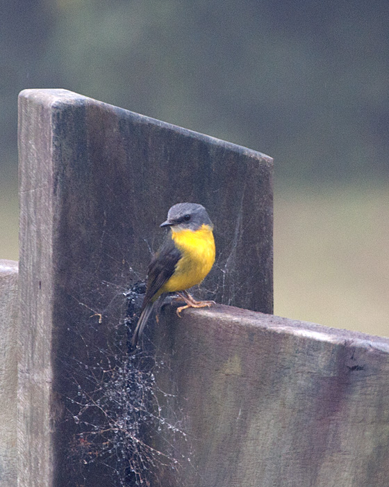 [Eastern Yellow Robin]