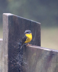 Eastern Yellow Robin