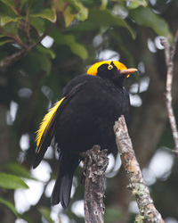 Regent Bowerbird