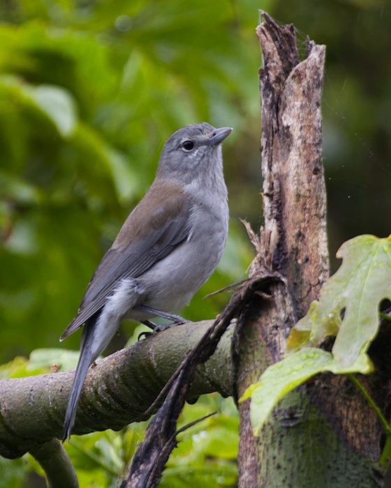 [Gray Shrike-thrush]