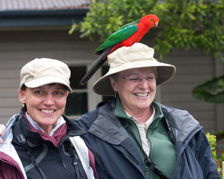 [Australian King-Parrot]