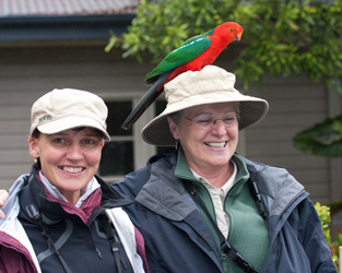 Australian King-Parrot