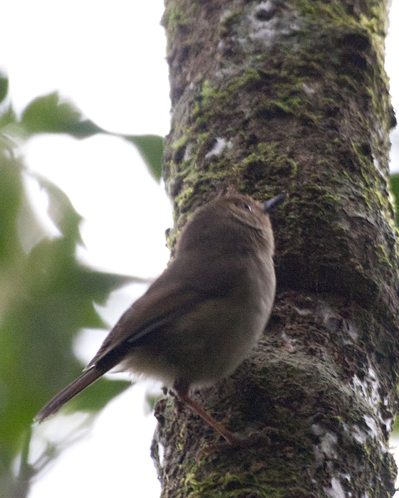 [Large-billed Scrubwren]