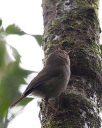 Large-billed Scrubwren