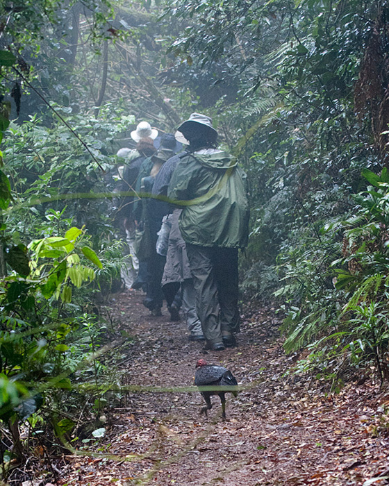 [Brush-Turkey following Group]