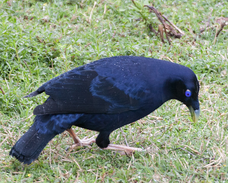 [Satin Bowerbird (male)]