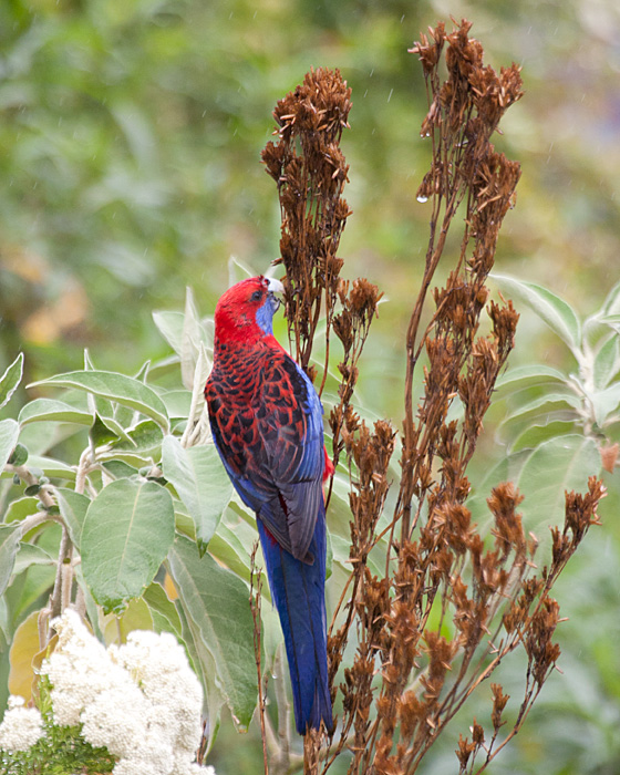 [Crimson Rosella]