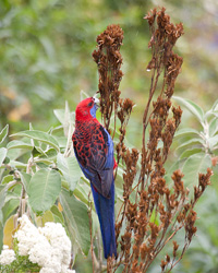 Crimson Rosella