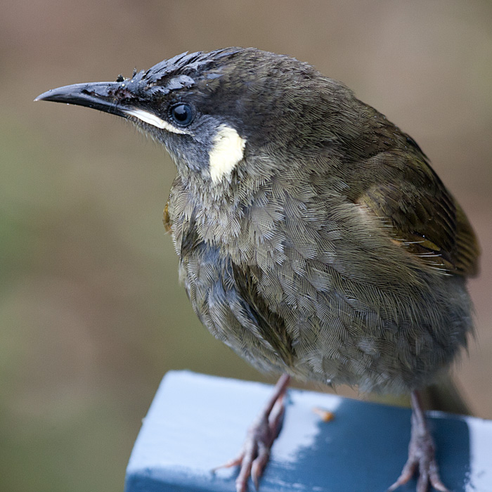 [Lewin's Honeyeater]