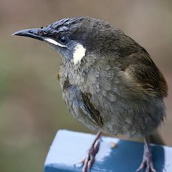 Lewin's Honeyeater