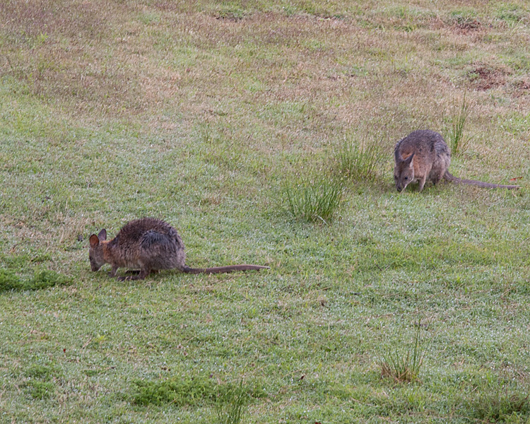 [Red-necked Pademelons]