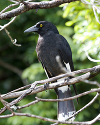 Pied Currawong