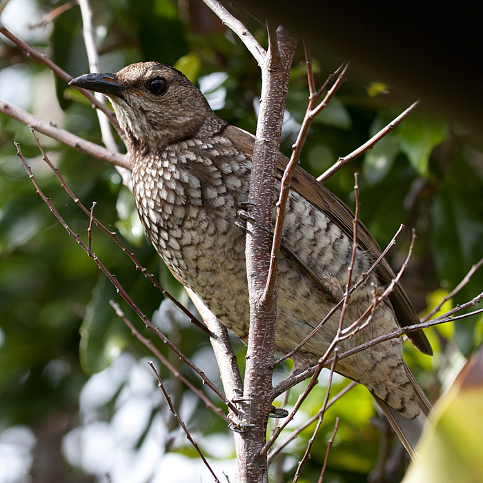 [Regent Bowerbird (female)]