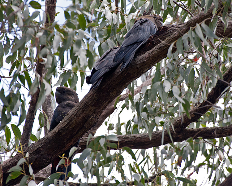 [Glossy Black-Cockatoos]