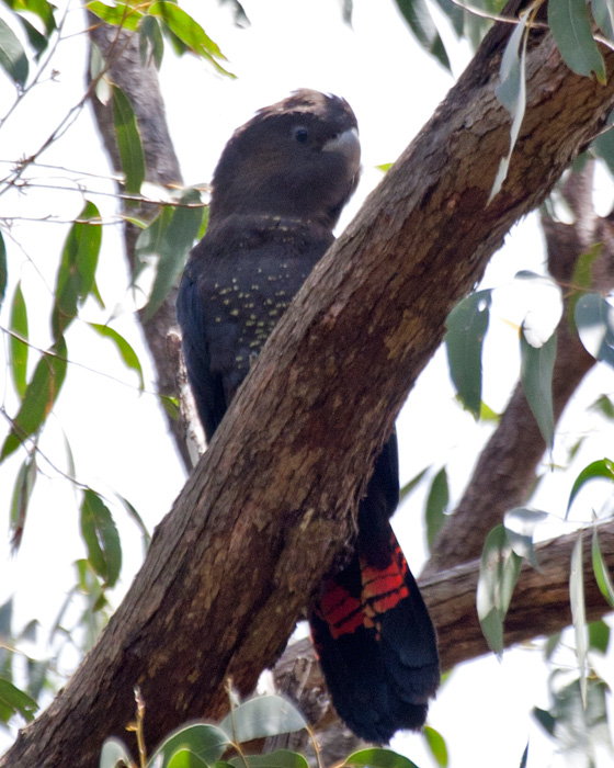 [Glossy Black-Cockatoo]