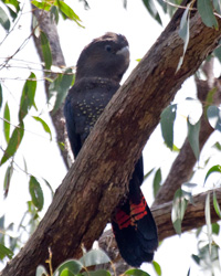 Glossy Black-Cockatoo