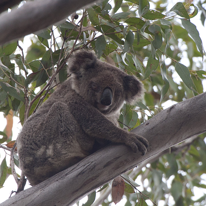 [Koala]