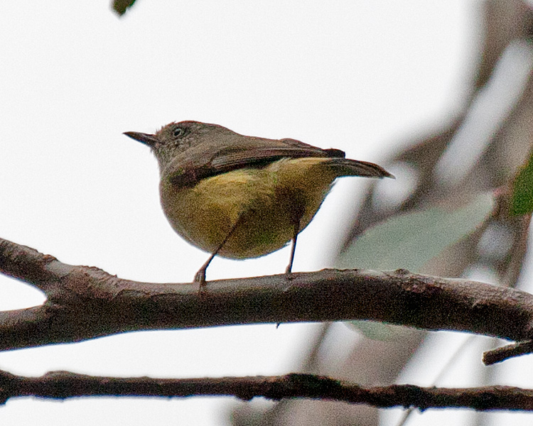 [Buff-rumped Thornbill]