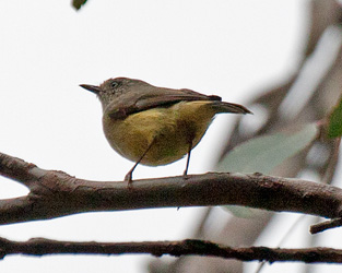 Buff-rumped Thornbill