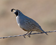 California Quail