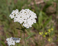 Wildflowers