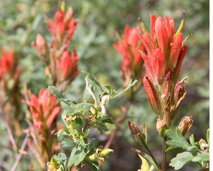 [Indian Paintbrush]