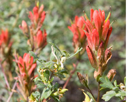 Indian Paintbrush