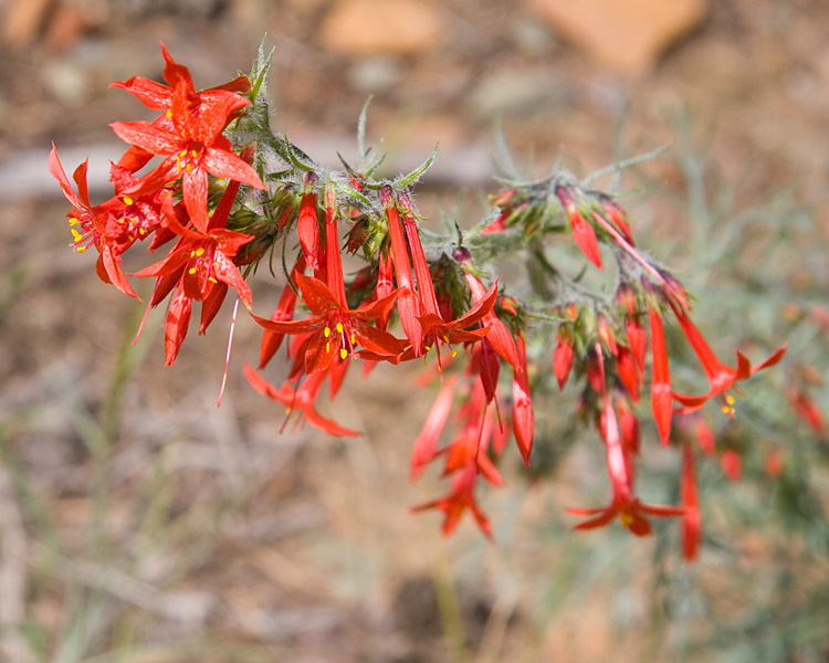 [Scarlet Gilia]