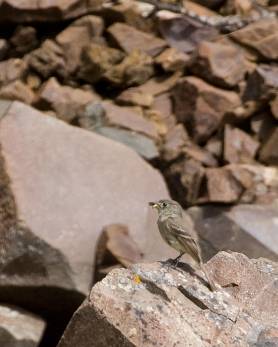 [Dusky Flycatcher]