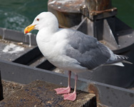 Glaucous-winged Gull