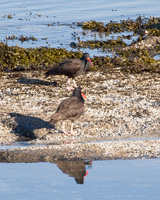 Black Oystercatchers