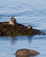 Harlequin Ducks