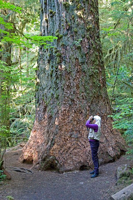 [Douglas Fir]