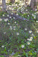 Avalanche Lilies