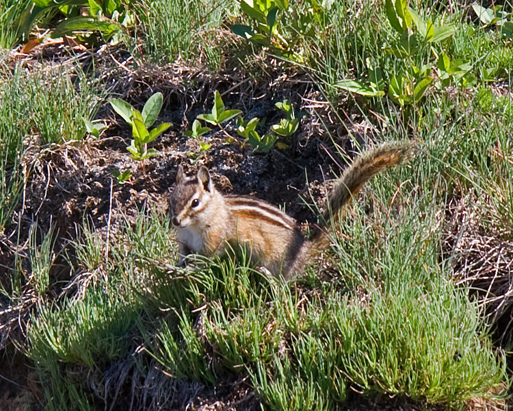 [Olympic Chipmunk]