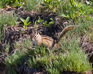 Olympic Chipmunk