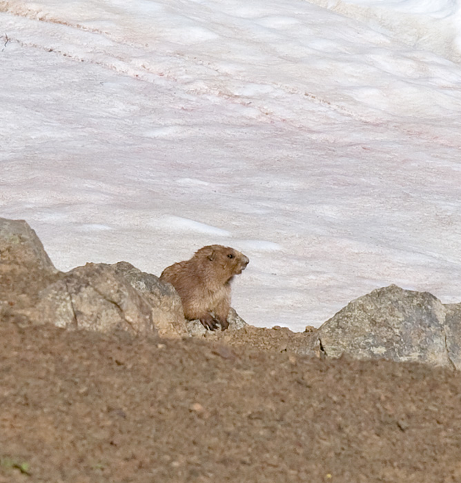 [Olympic Marmot]