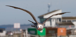 Heermann's Gull