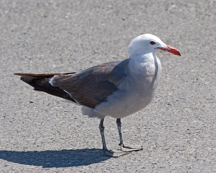 [Heermann's Gull]