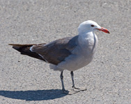 Heermann's Gull