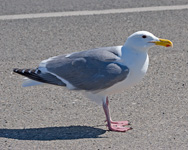 Western Gull