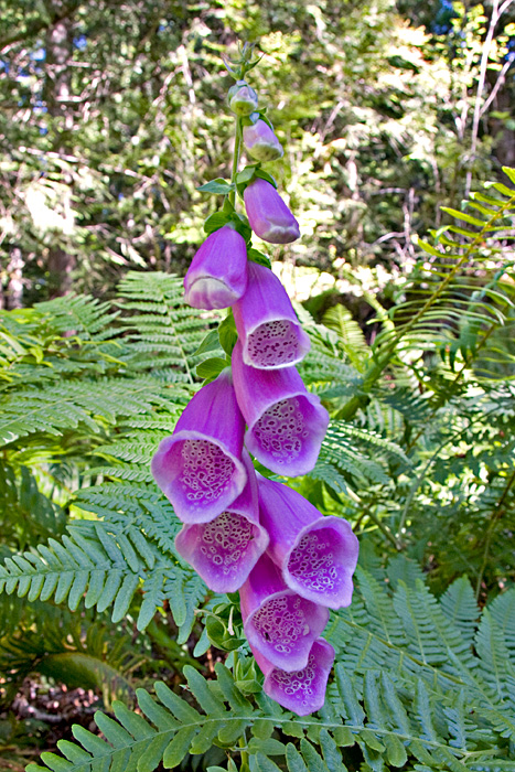 [Foxglove]