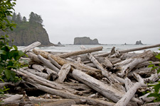 Beach and Logs