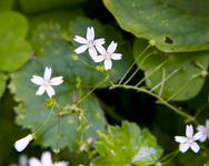 Wildflowers