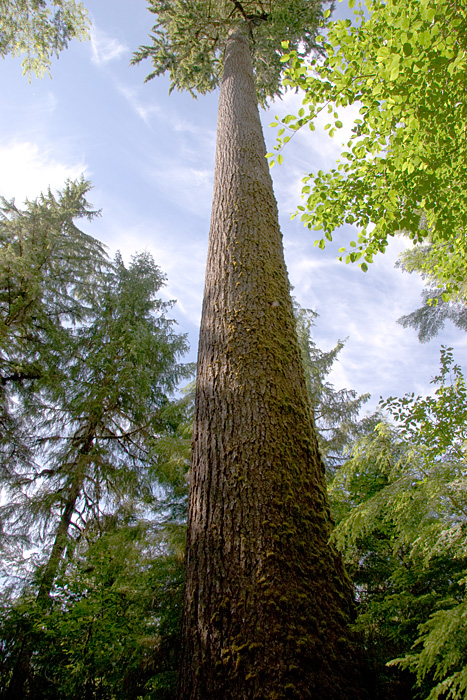 [Tall Tree]