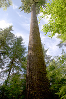 Tall Tree