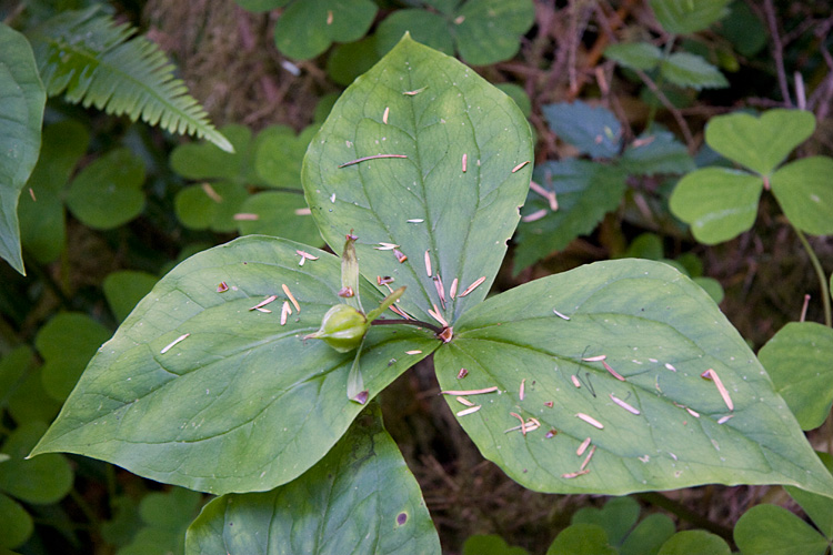 [Trillium]